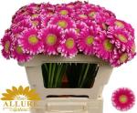 Vollsortiment Gerbera LAUDA - 1 Stiel